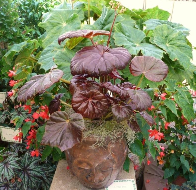 B. ‘Red Fred’